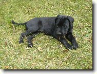 Bandog