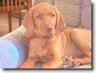 Rvidszr Magyar Vizsla, Hungarian Short-haired Pointing Dog