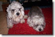 Dandie Dinmont Terier