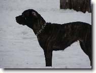 Bandog