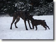 Bandog