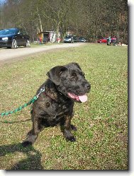 Bandog