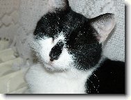 American Shorthair \(Cat\)