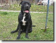 Bandog