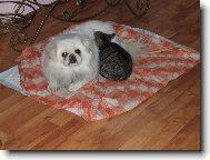Pekingsk palcov psk, pekinz