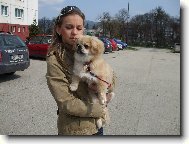 Pekingsk palcov psk, pekinz