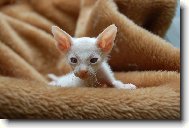 Donsk sphynx