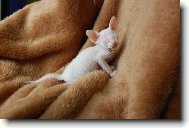 Donsk sphynx