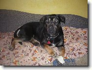 Bandog