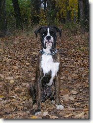 Nmeck boxer