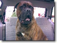 Nmeck boxer