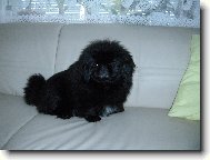 Pekingsk palcov psk, pekinz