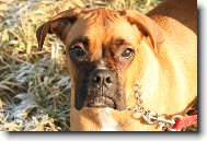 Nmeck boxer