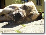 Bandog