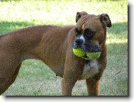 Nmeck boxer