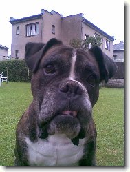 Nmeck boxer