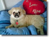 Pekingsk palcov psk, pekinz