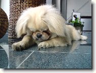 Pekingsk palcov psk, pekinz