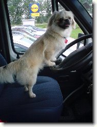 Pekingsk palcov psk, pekinz