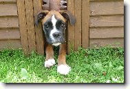 Nmeck boxer