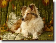 Shetland sheepdog \(Dog standard\)