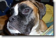 Nmeck boxer