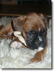 Nmeck boxer