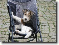 Foxterier drsnosrst