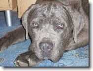 Bandog
