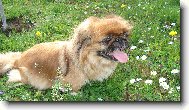 Pekingsk palcov psk, pekinz