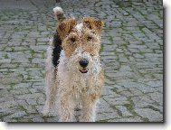 Foxterier drsnosrst