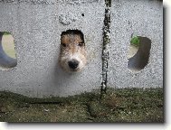 Foxterier drsnosrst