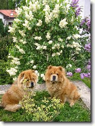 Chow Chow