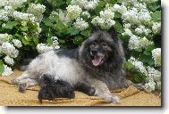 Deutscher spitz  Wolfspitz, Keeshound