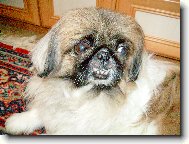Pekingsk palcov psk, pekinz