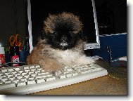 Pekingsk palcov psk, pekinz