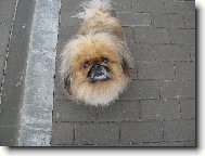 Pekingsk palcov psk, pekinz