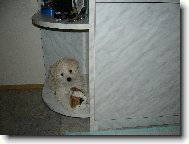 Bolognese