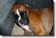 Nmeck boxer