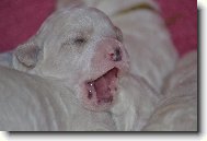 Bichon frise