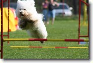 Bichon frise