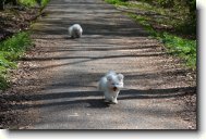 Bichon frise