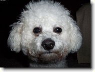Bichon  poil fris, Bichon Frise