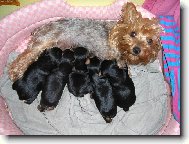 Jorkrsk terier, Yorkshire Terrier,