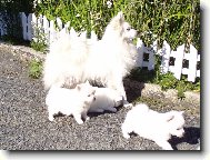 Deutscher spitz - Mittelspitz, German Spitz  Medium size Spitz