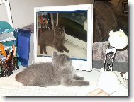 American Shorthair \(Cat\)