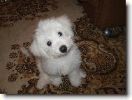 Bichon  poil fris, Bichon Frise