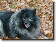 Deutscher spitz  Wolfspitz, Keeshound