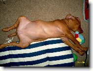Rvidszr Magyar Vizsla, Hungarian Short-haired Pointing Dog