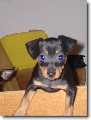 Pinov